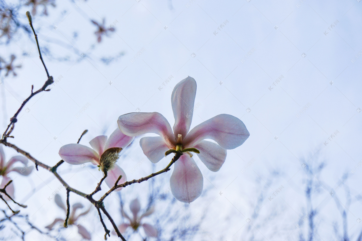 甜蜜情人节夏威夷四弦琴音乐