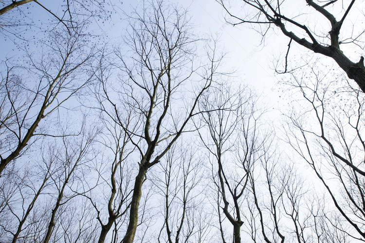 干枯树枝枝干摄影图