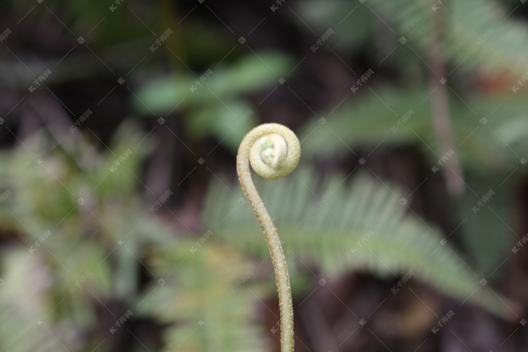 单株龙骨草蕨草嫩芽摄影图