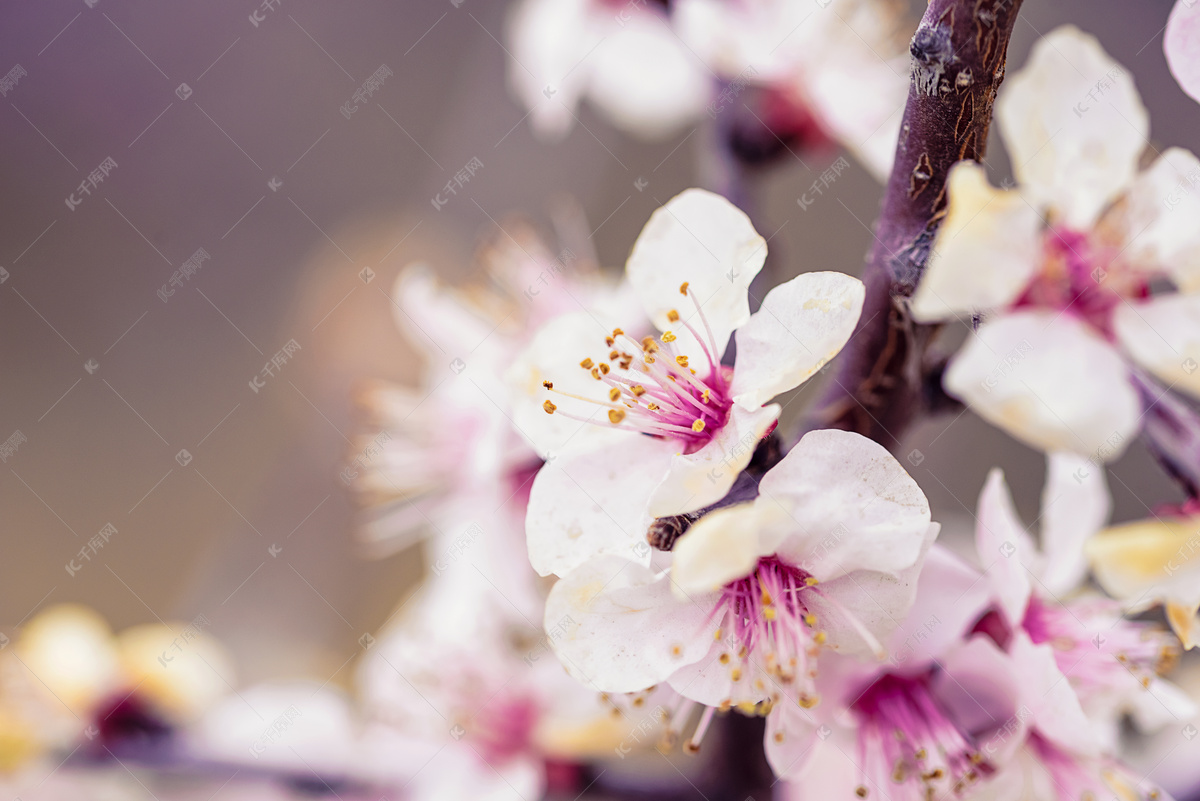 初春的桃花|摄影|风光摄影|OG118 - 原创作品 - 站酷 (ZCOOL)