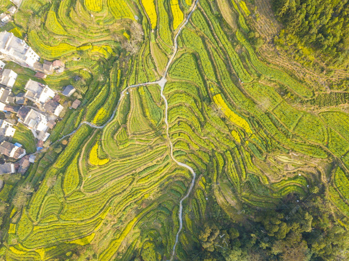 航拍油菜花农田摄影图