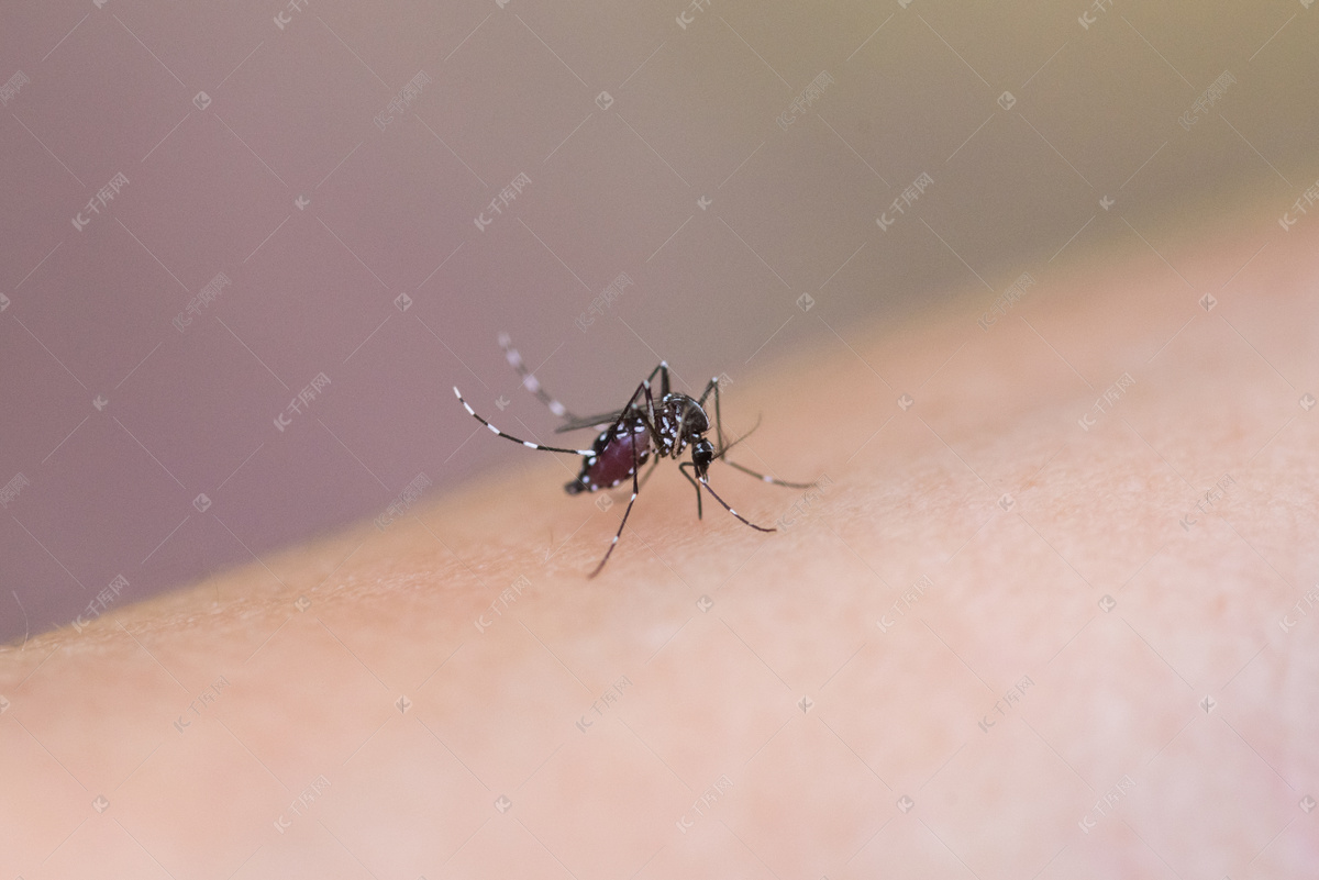 蚊子在叮咬人体皮肤图片下载 - 觅知网