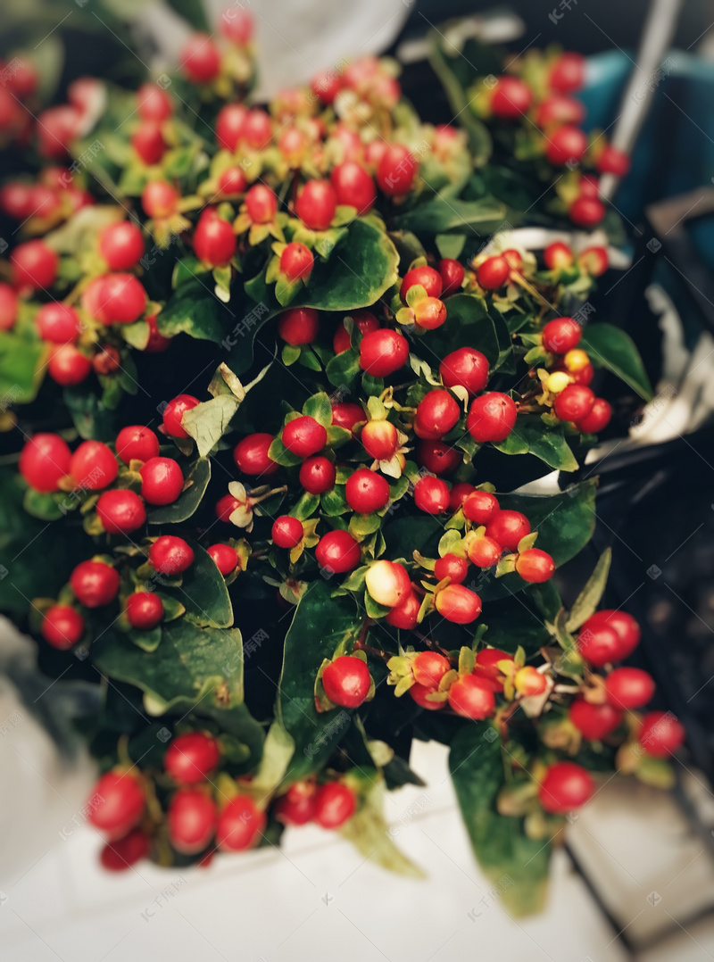 鲜艳小红果自然风景摄影图