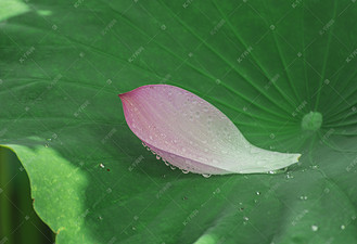 个人vip和企业vip免费下载摄影图露珠荷花瓣植物摄影图