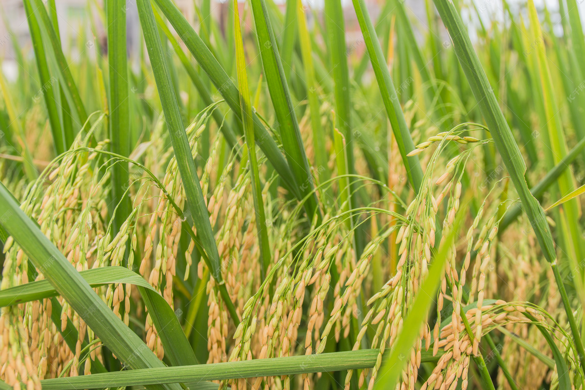 田地间生长的水稻稻穗照片摄影图片_ID:427531651-Veer图库