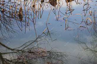 公园美景树木水中倒影自然风景摄影图