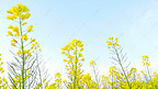 蓝天下黄色油菜花摄影图