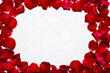 红玫瑰花瓣摄影图