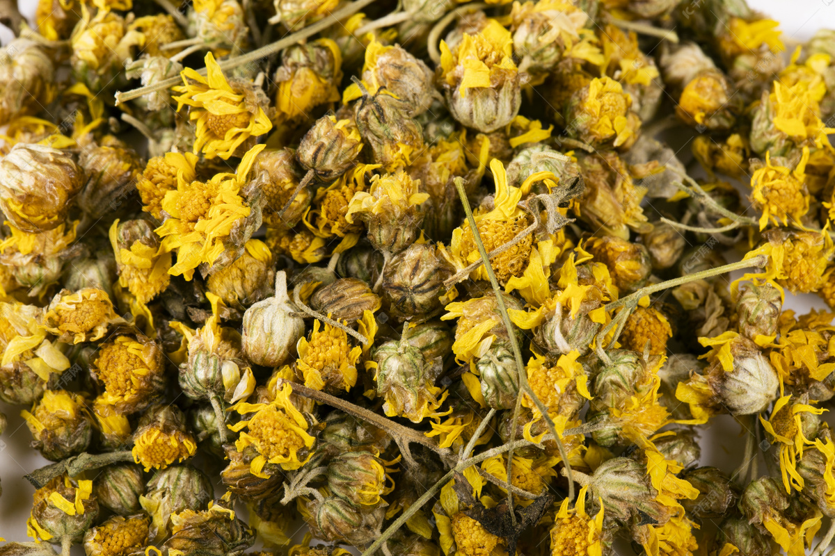 中草药花茶菊花