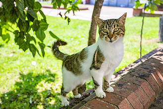 一只小花猫摄影图