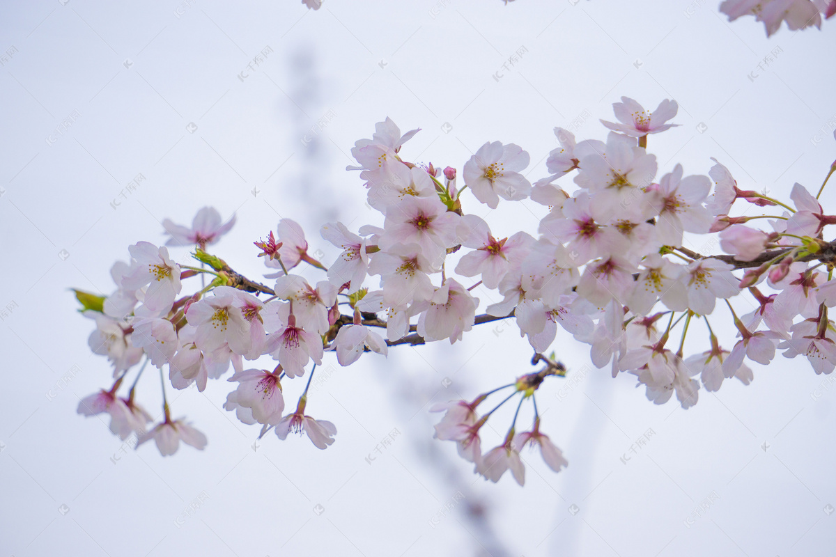 娇艳的粉色樱花 - 免费可商用图片 - CC0素材网
