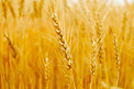 金黄小麦自然风景摄影图