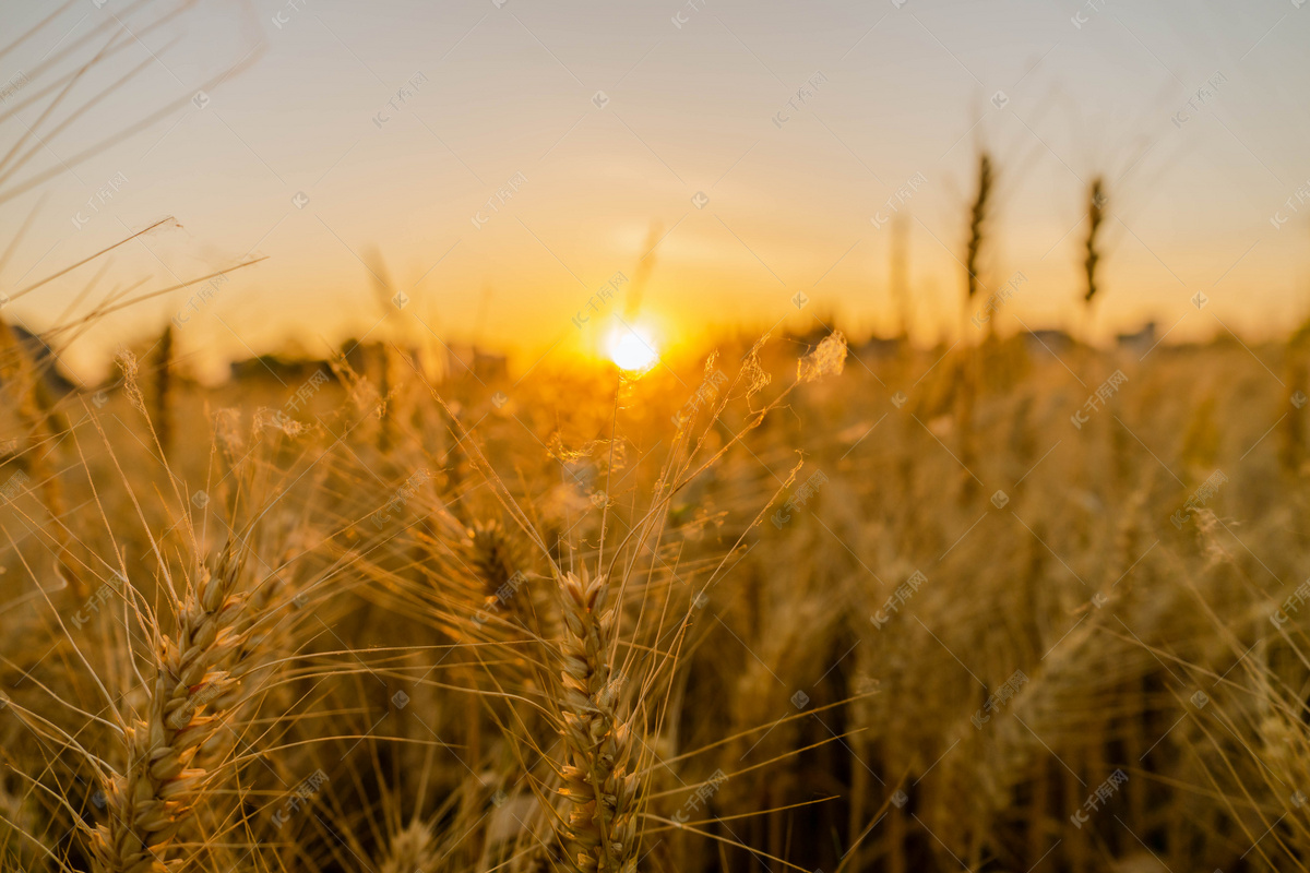 小麦麦子阳光摄影图高清摄影大图-千库网