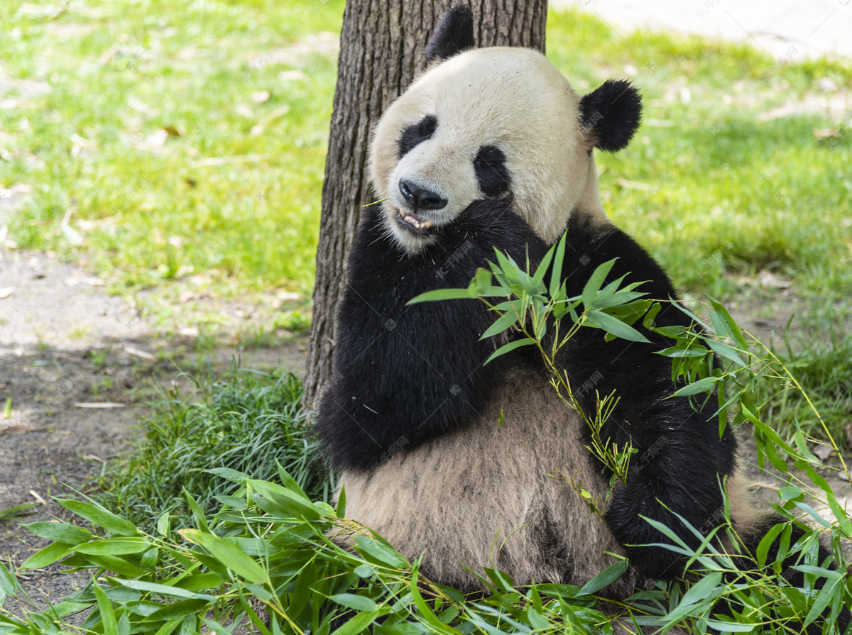 坐着吃竹子的国宝熊猫43720_动物合集_动物类_图库壁纸_68Design