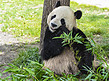 靠着树吃竹子熊猫摄影图