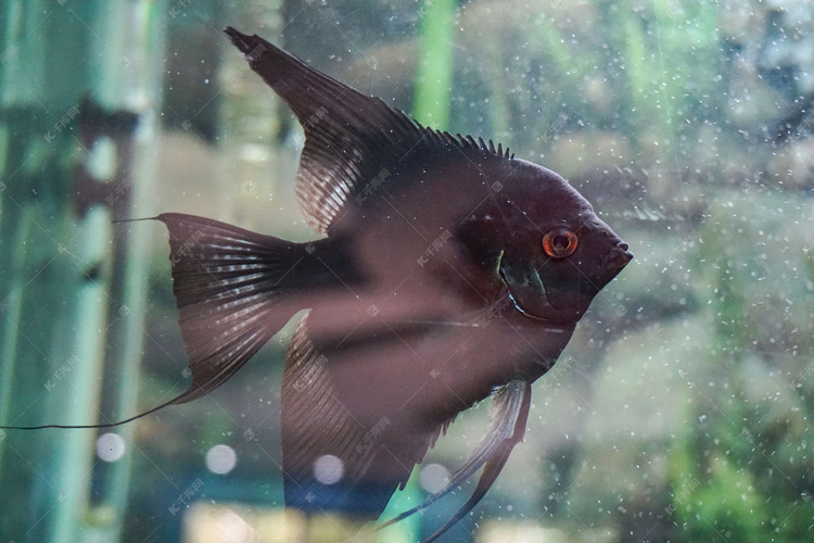 黑色神仙热带鱼摄影图