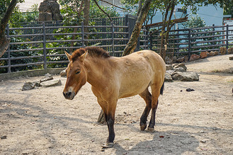 动物园动物马
