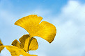 秋天金黄色银杏叶摄影图