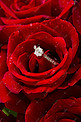 爱情戒指和玫瑰摄影图