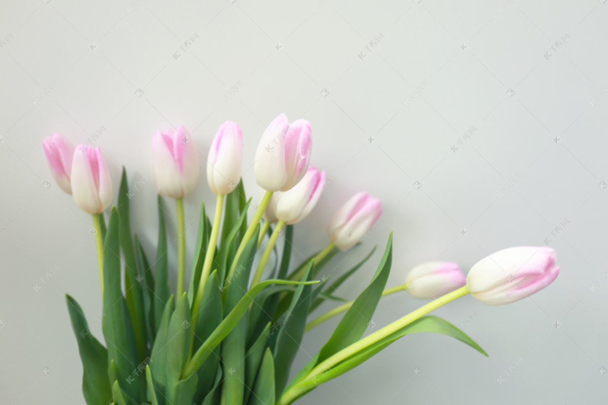 壁纸 粉红色与白色郁金香花花束 2560x1600 HD 高清壁纸, 图片, 照片