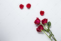 情人节玫瑰摄影图