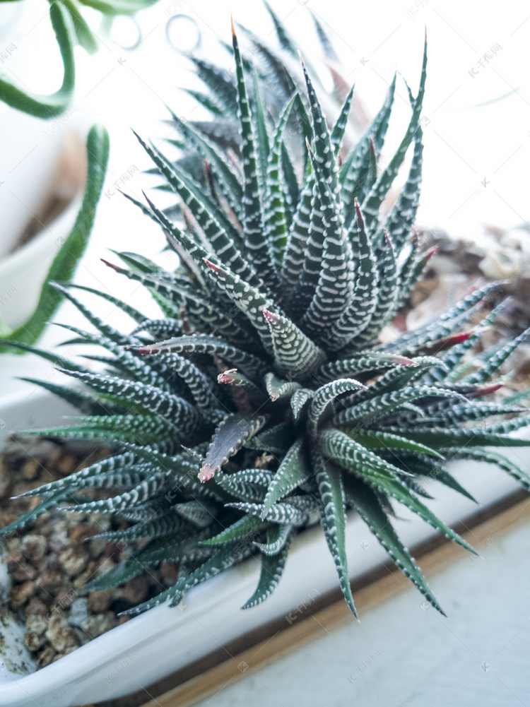 多肉植物绿色芦荟摄影图