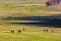 草原马和羊群摄影图