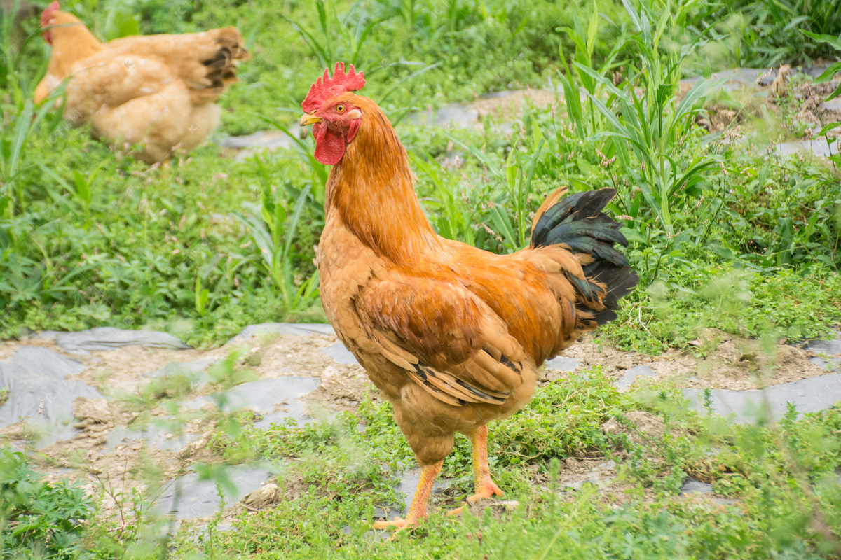 草地上的鸡高清摄影大图-千库网