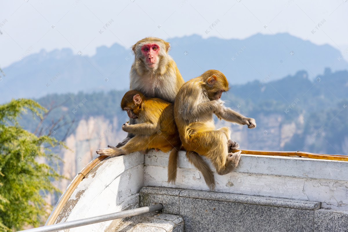 可爱猴子4k图片_4K动物图片_墨鱼部落格