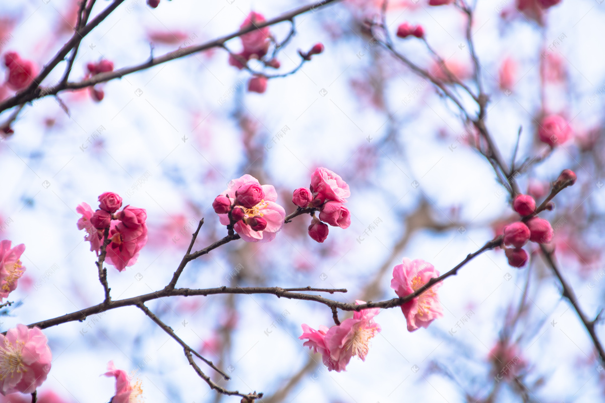 淡粉色梅花摄影图__花草_生物世界_摄影图库_昵图网nipic.com