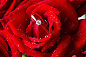 红玫瑰和戒指摄影图