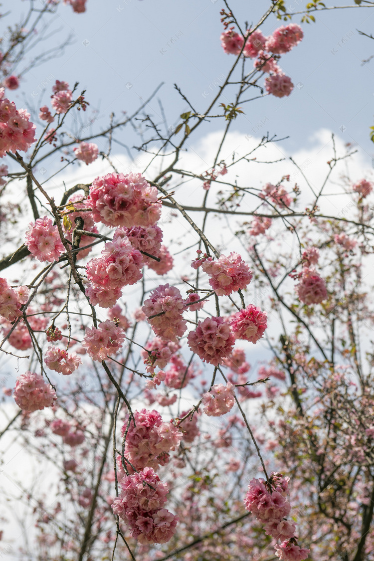 春天桃花繁花盛开自然风景摄影图