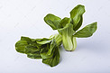  蔬菜青菜油菜摄影图