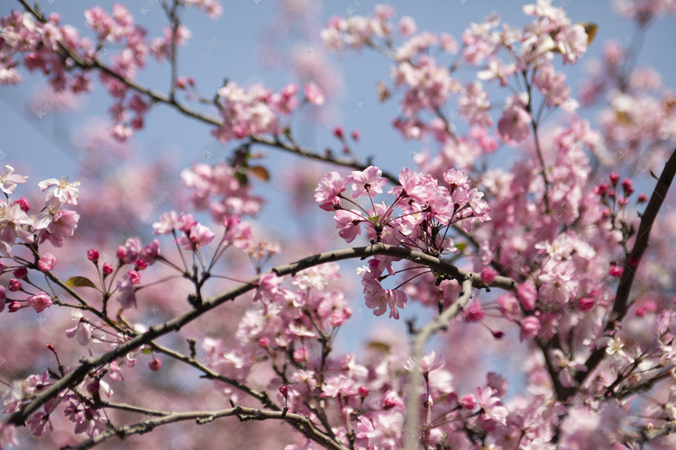 春天盛开桃花花枝自然风景摄影图高清摄影大图-千库网
