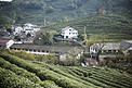 茶田环绕村庄摄影图