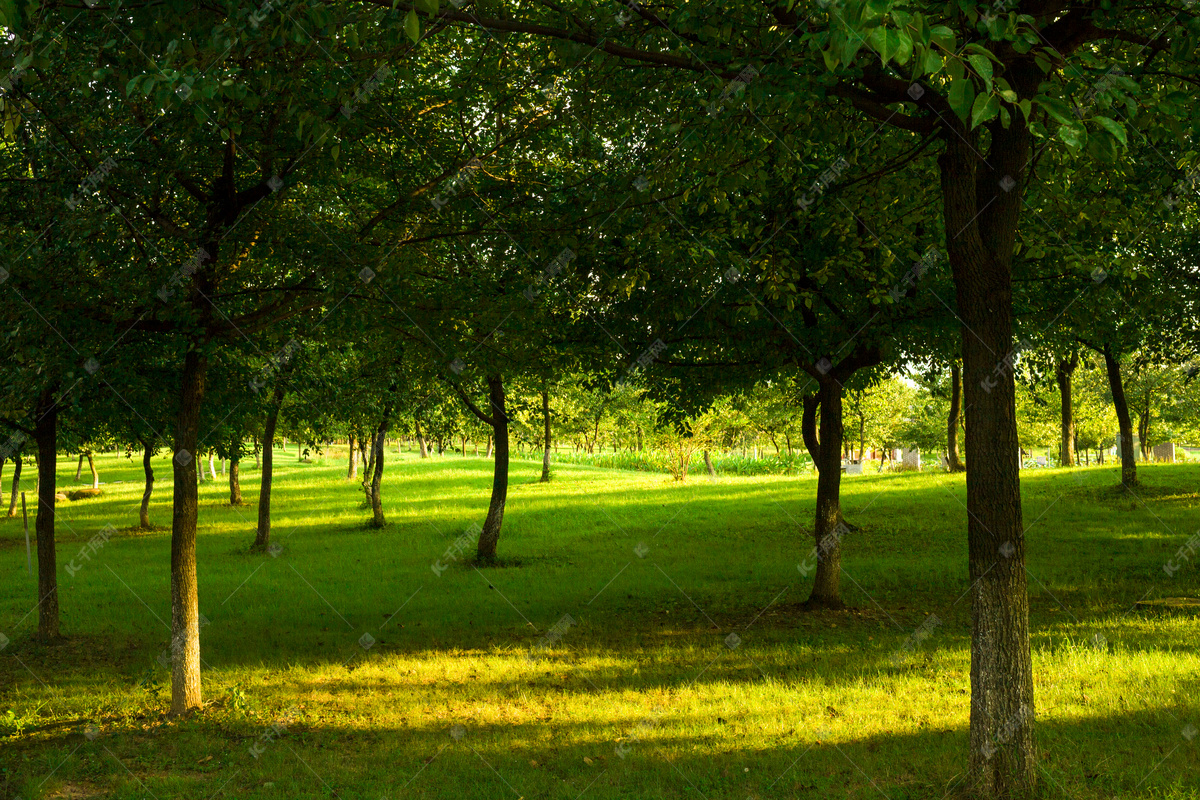 阳光穿过树林照射青草地高清图片下载-正版图片500660565-摄图网