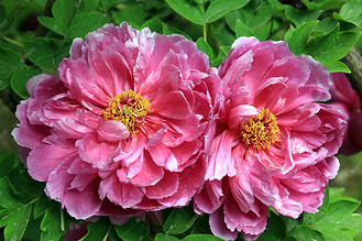 工笔牡丹牡丹花