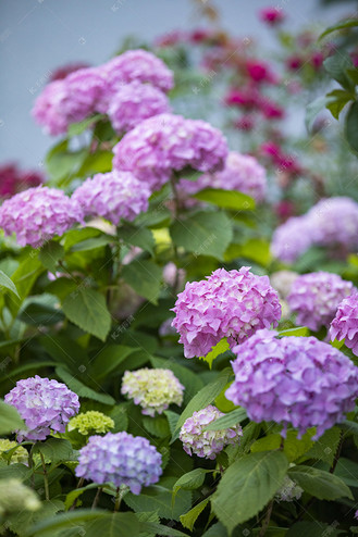 免抠元素绣球花蓝色梦幻png唯美紫阳花个人vip和企业vip免费下载免抠