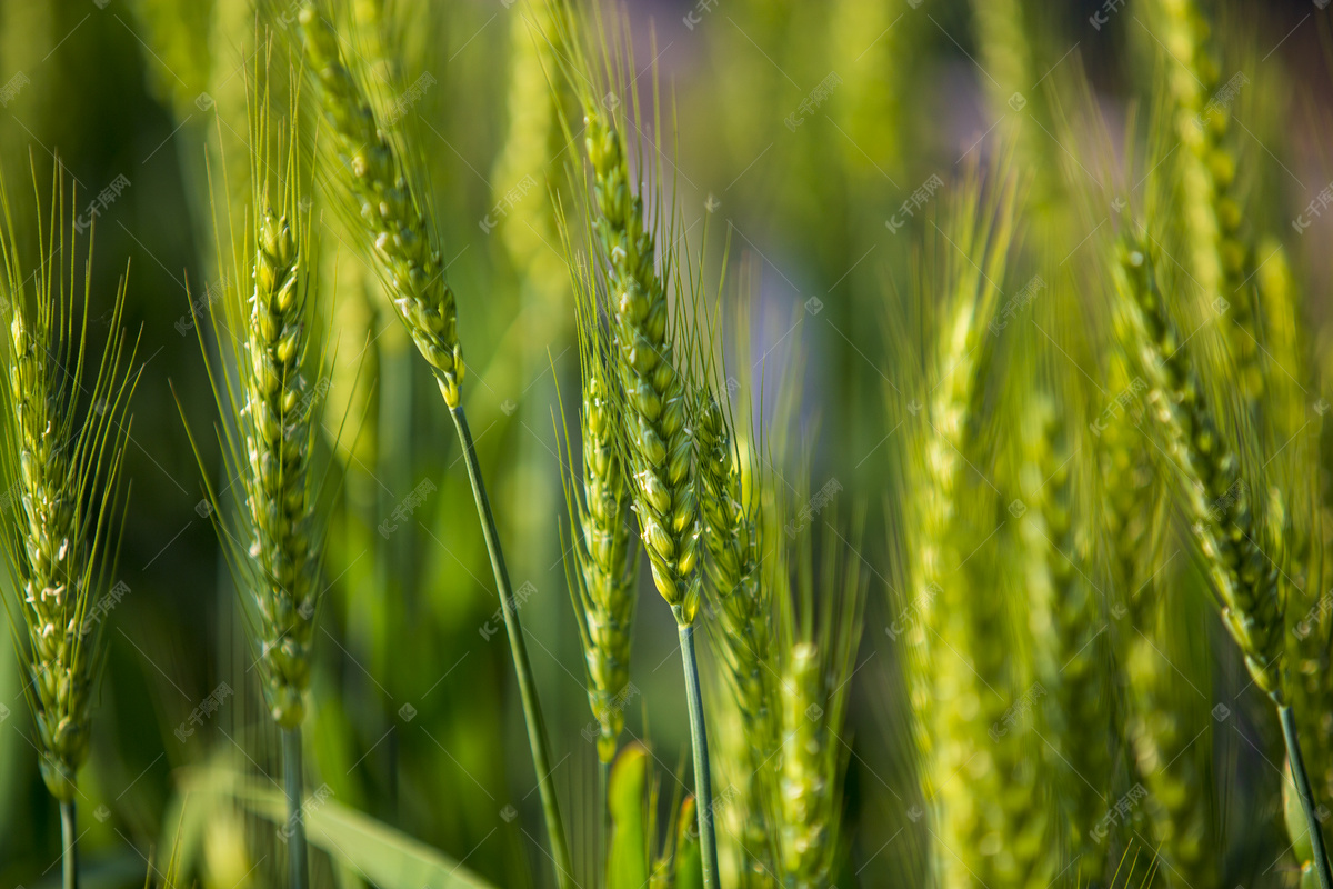 植物小麦成熟自然风景摄影图高清摄影大图-千库网