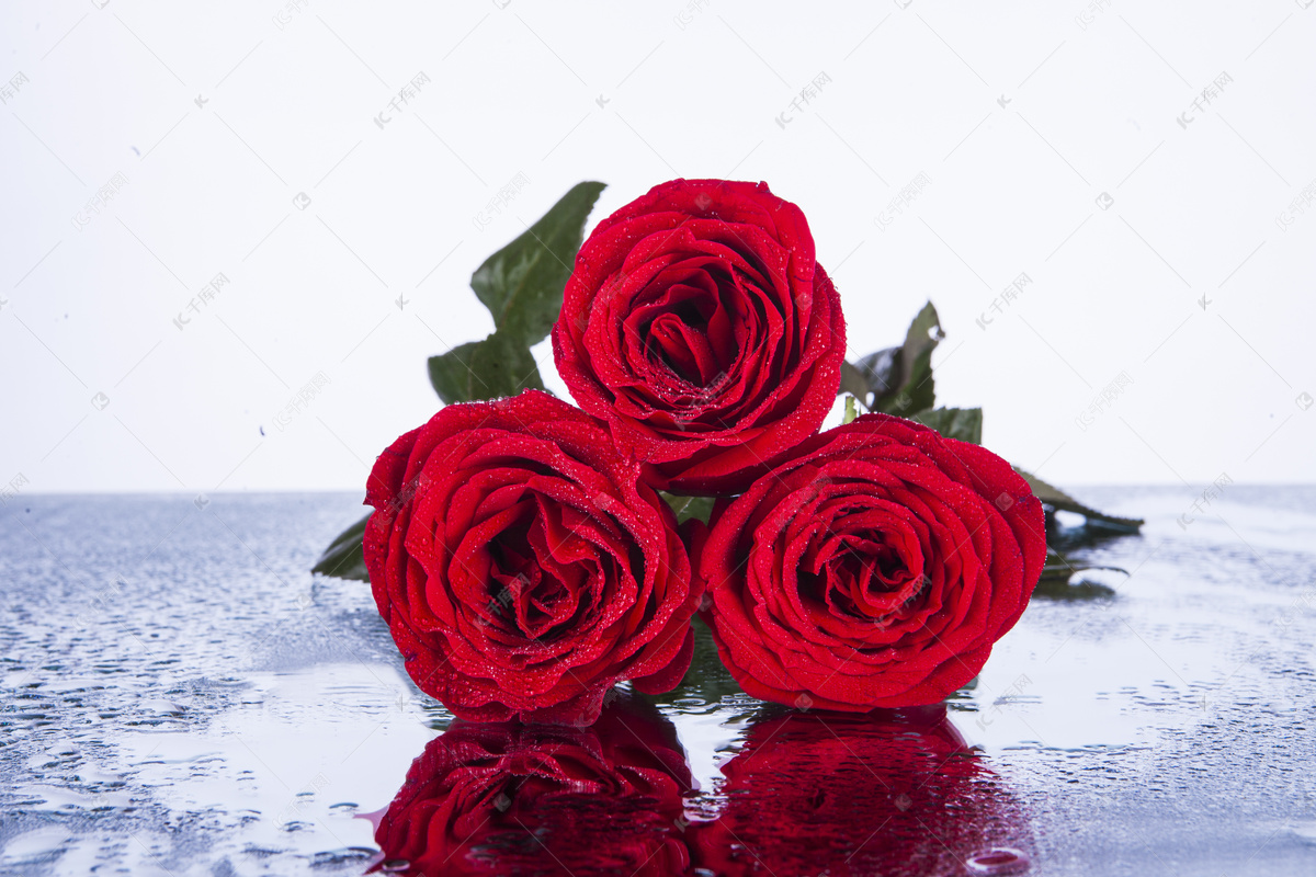 红色玫瑰花鲜花特写图片素材免费下载_觅知网