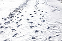 雪地上脚印摄影图