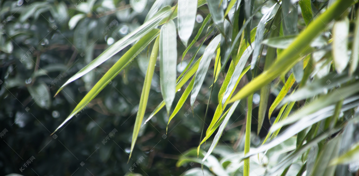 春天雨后水滴竹叶特写摄影图