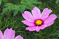 粉色花朵摄影图