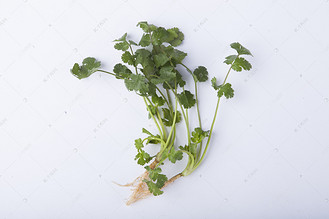 一根香菜摄影图