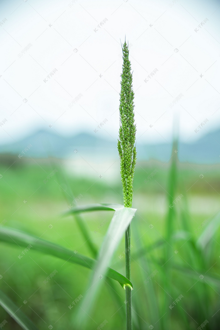 一株草清新摄影图