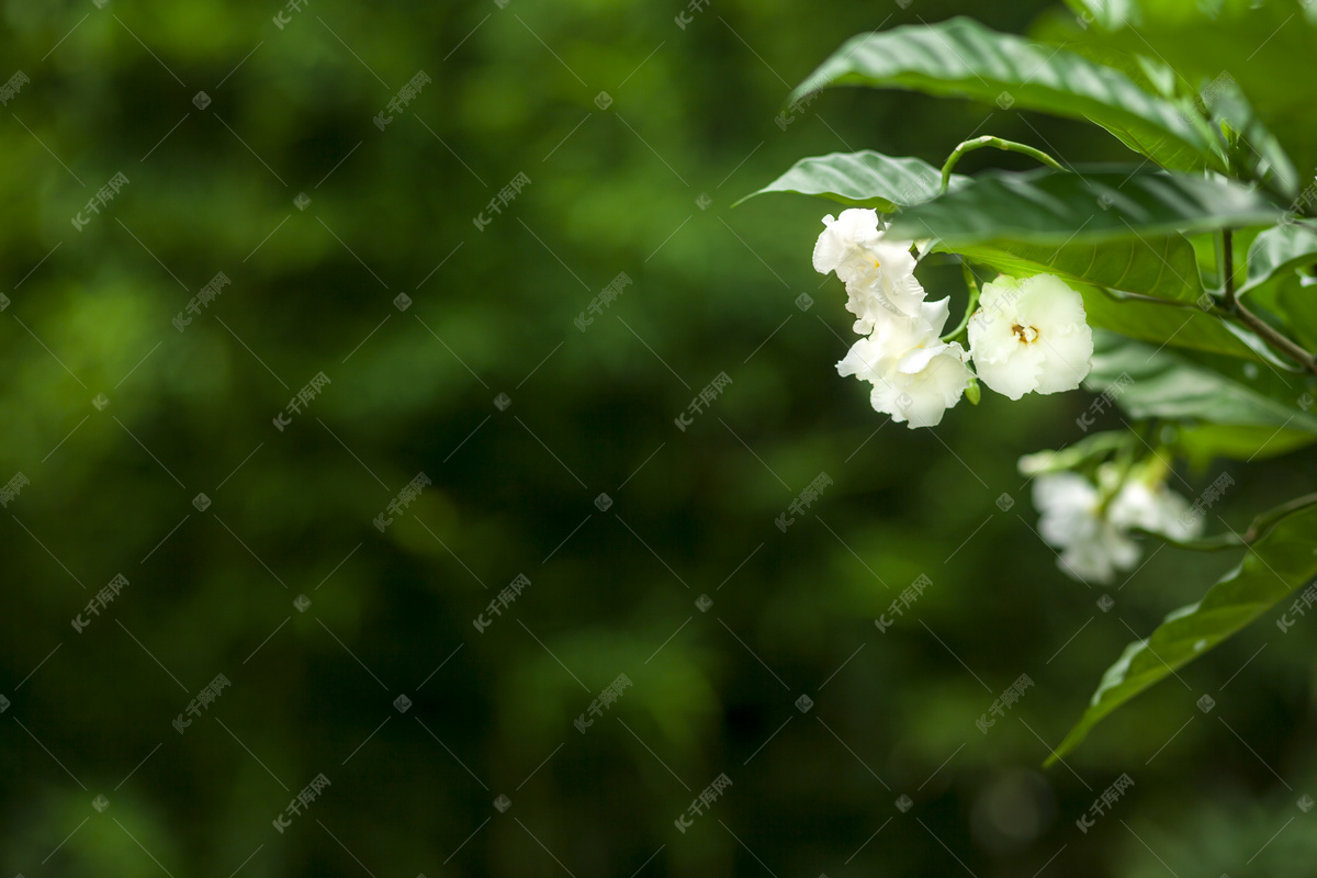 夏日盛放茉莉花摄影图