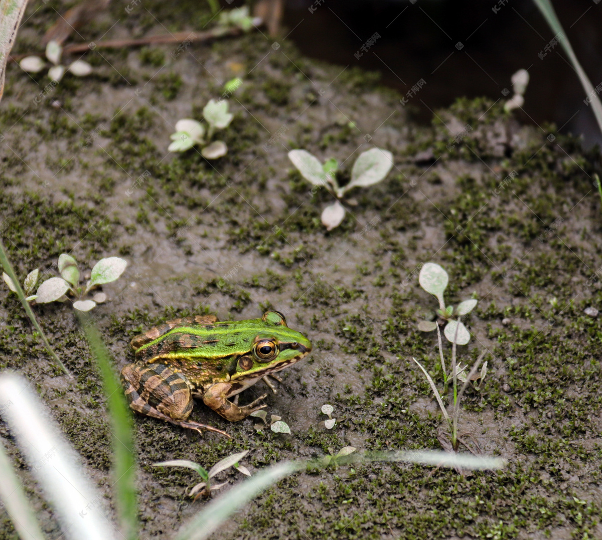 爬在绿叶稻谷上的青蛙群