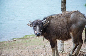 老牛回望摄影图