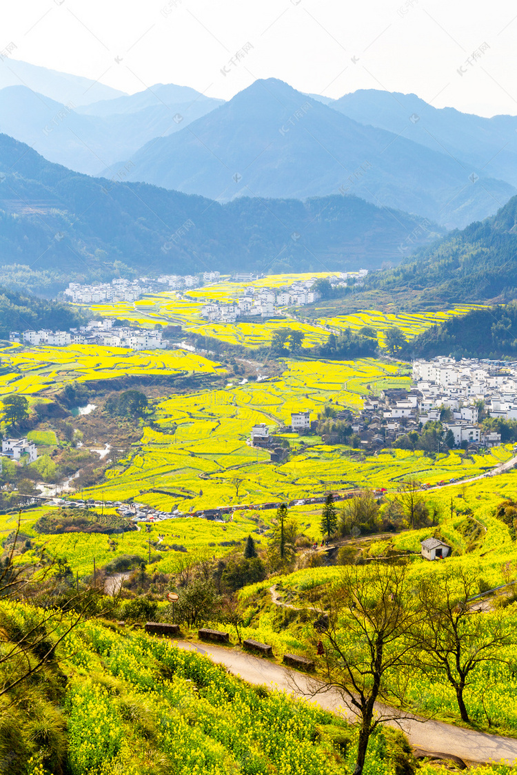 乡村婺源油菜花风光摄影图