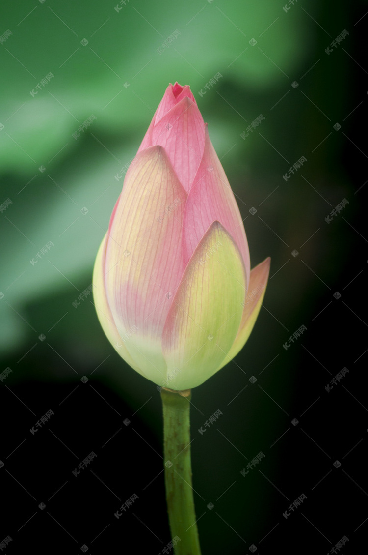 荷花花苞摄影图